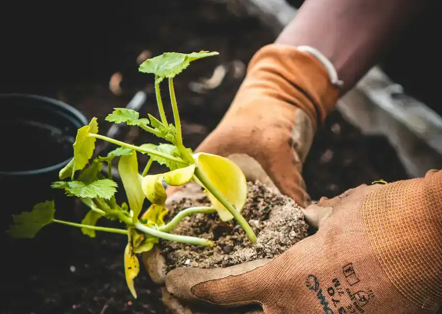 Hands potting a young plant into fresh soil